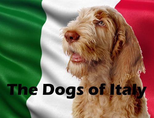 The Ultimate Guide – Dogs of the World – Italy
